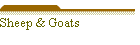 Sheep & Goats